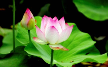 Vua Lưu Ly và dòng họ Thích